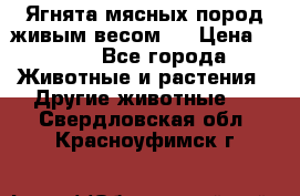 Ягнята мясных пород живым весом.  › Цена ­ 125 - Все города Животные и растения » Другие животные   . Свердловская обл.,Красноуфимск г.